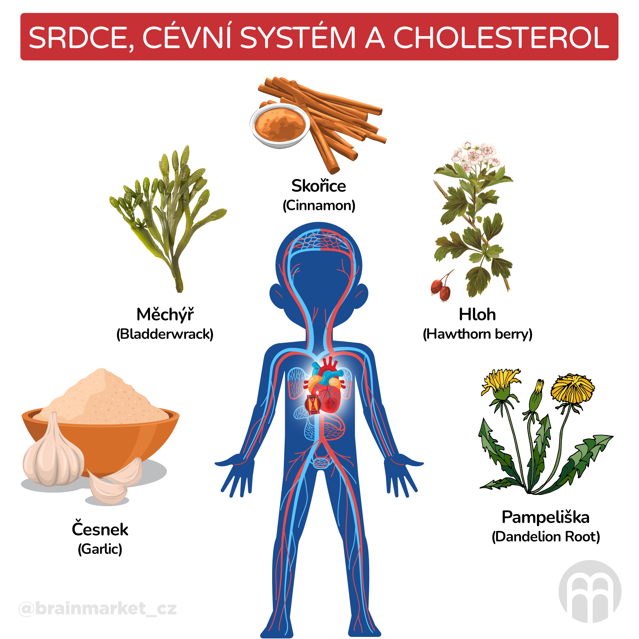 Srdce, cévní systém a cholesterol_infografika_cz